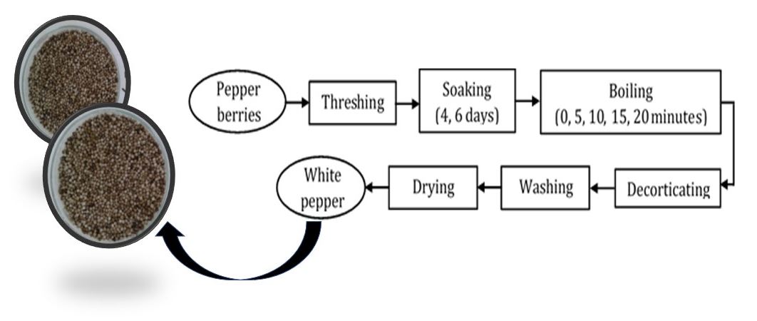 Index terms: Boiling time; Processing; Semi mechanically; Soaking time; White pepper