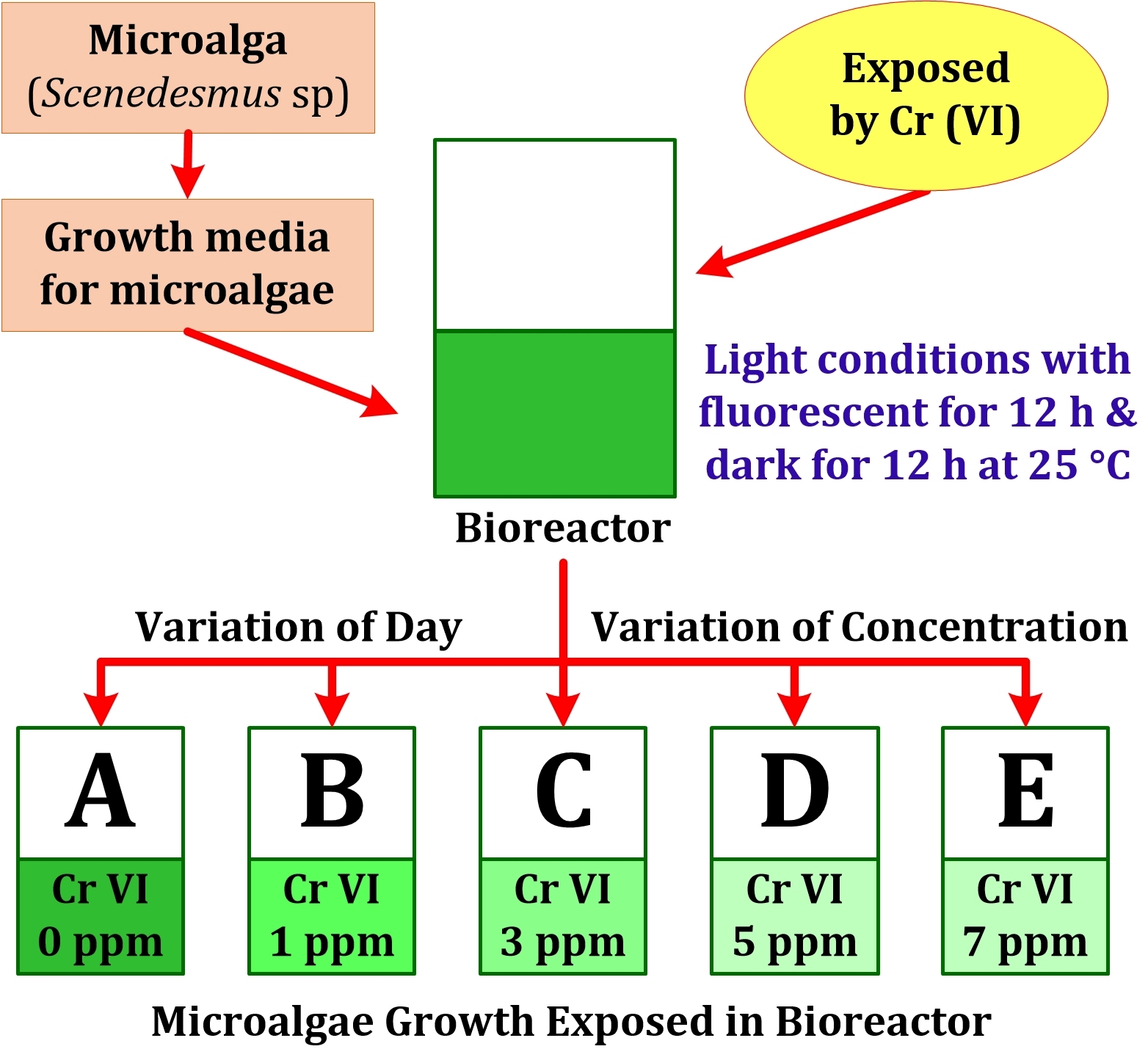 Biosorption of Hexavalent Chromium Cr(VI) using Microalgae Scenedesmus sp as Environmental Bioindicator