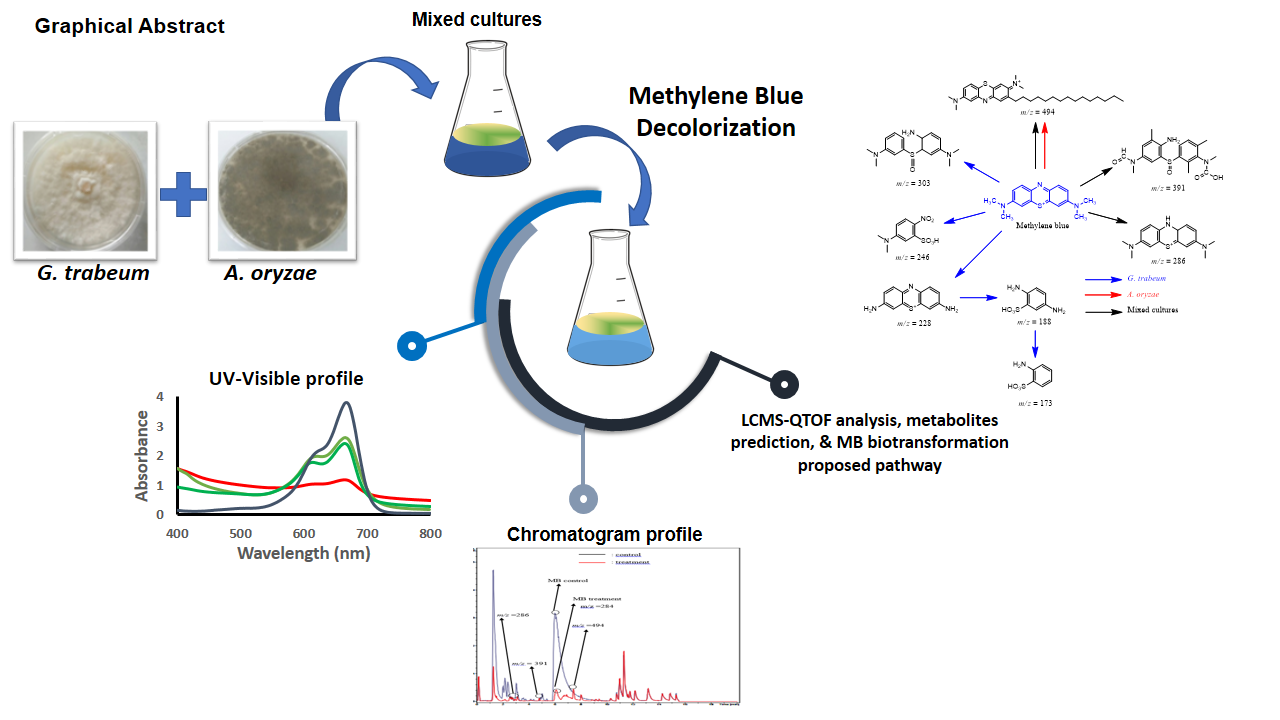 Biotransformation of Methylene Blue by Mixed Fungal Cultures of Gloeophyllum trabeum and Aspergillus oryzae