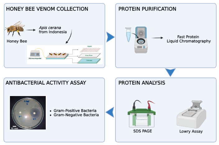 Isolation and Antibacterial Activity of Honey Bee Venom Bioactive from Apis cerana