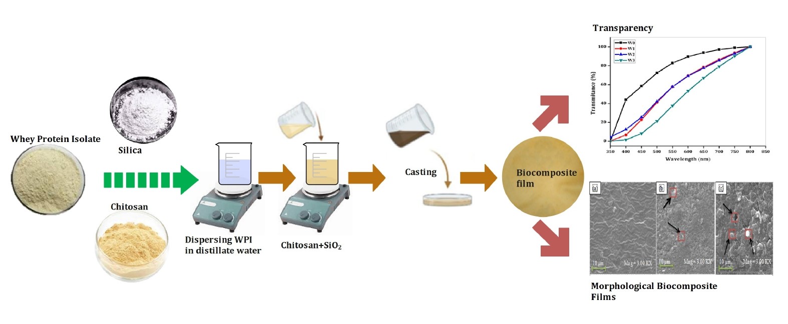 Index terms: Biocomposite film; Chitosan; Film properties; Silica; Whey protein isolate