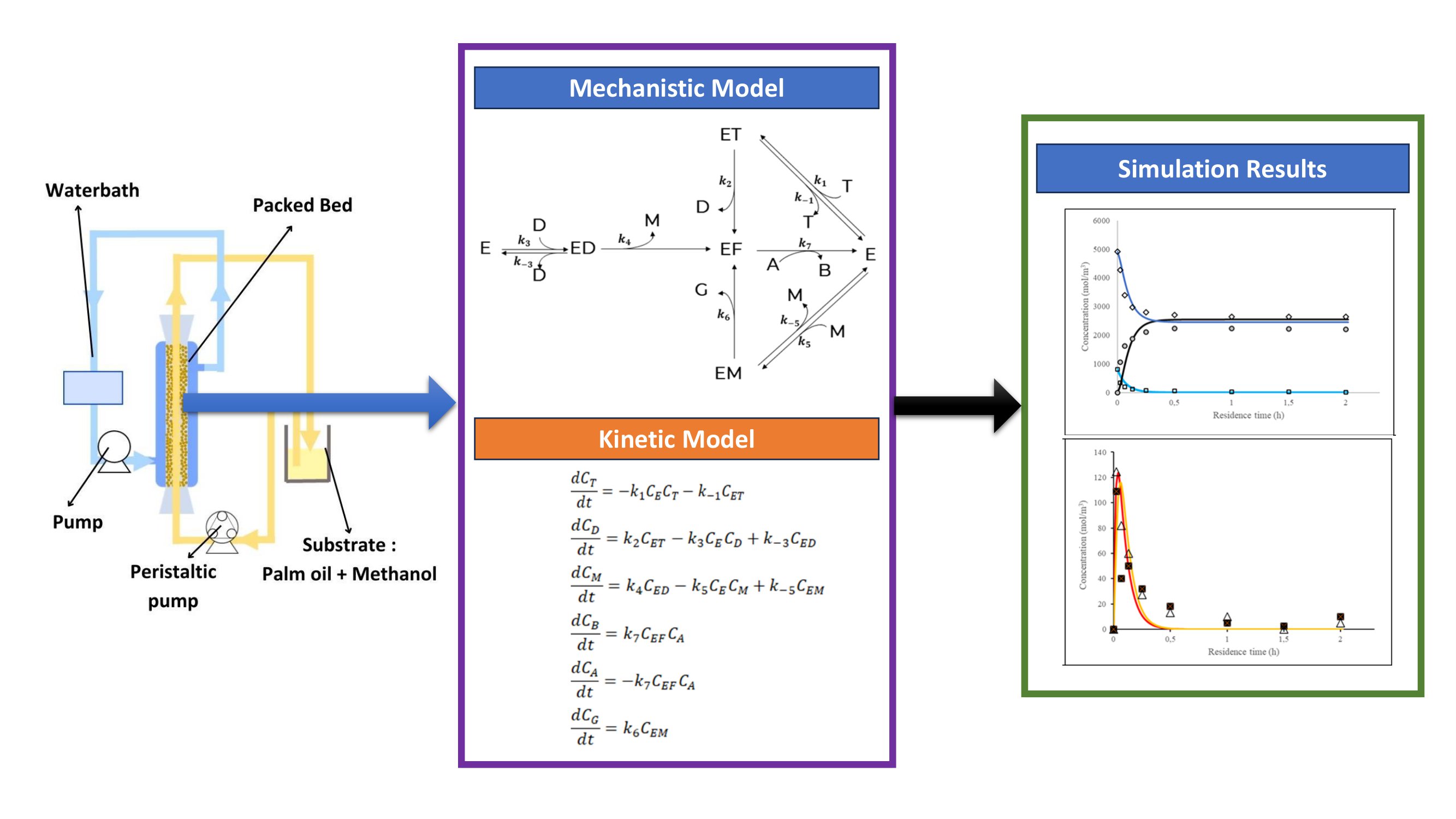 A Novel Kinetic Model of Enzymatic Biodiesel Production in a Recirculating Fixed Bed Reactor