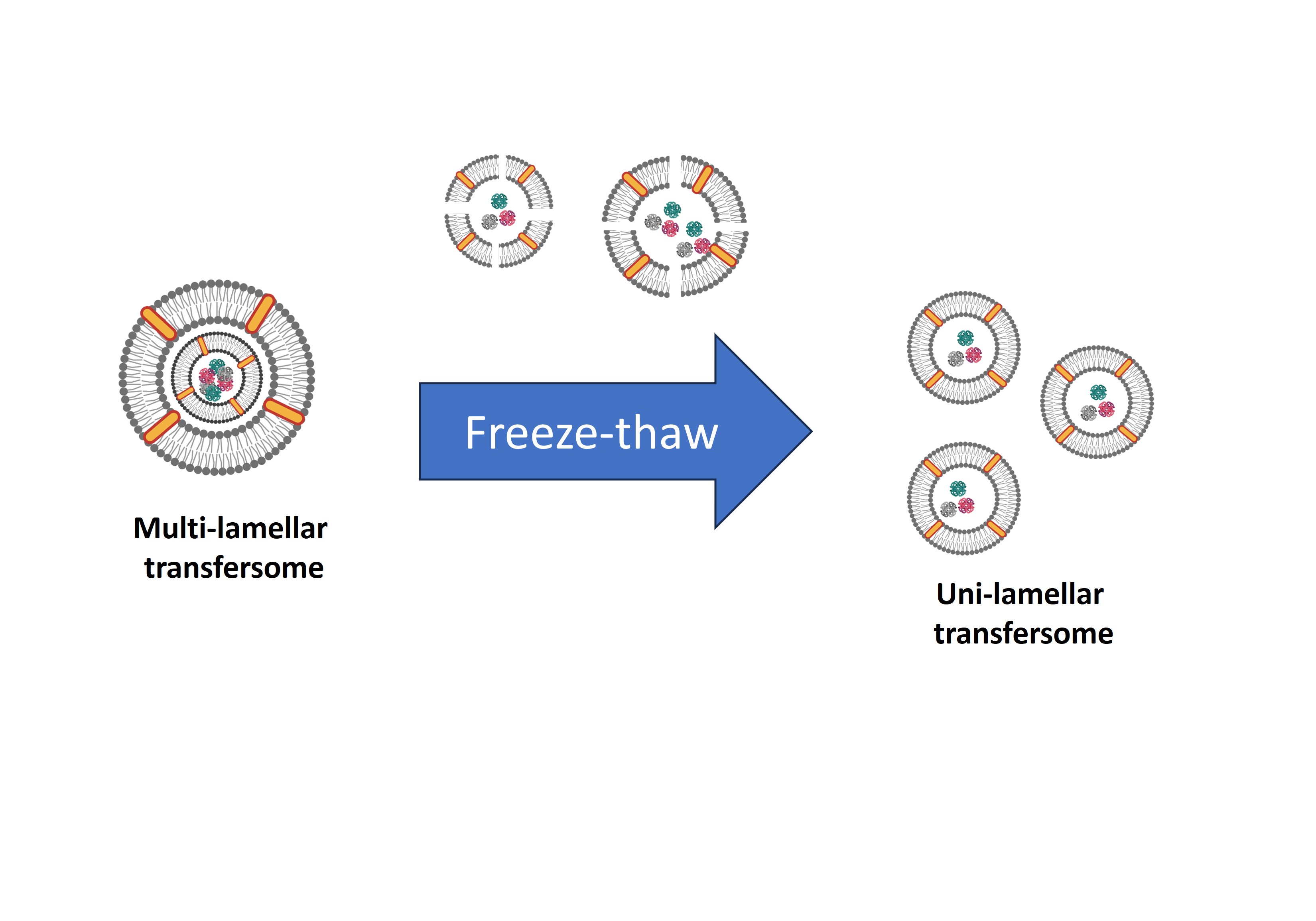 Effect of Freeze-Thaw Cycles Method to Transfersome Characteristics for Growth Protein Encapsulation