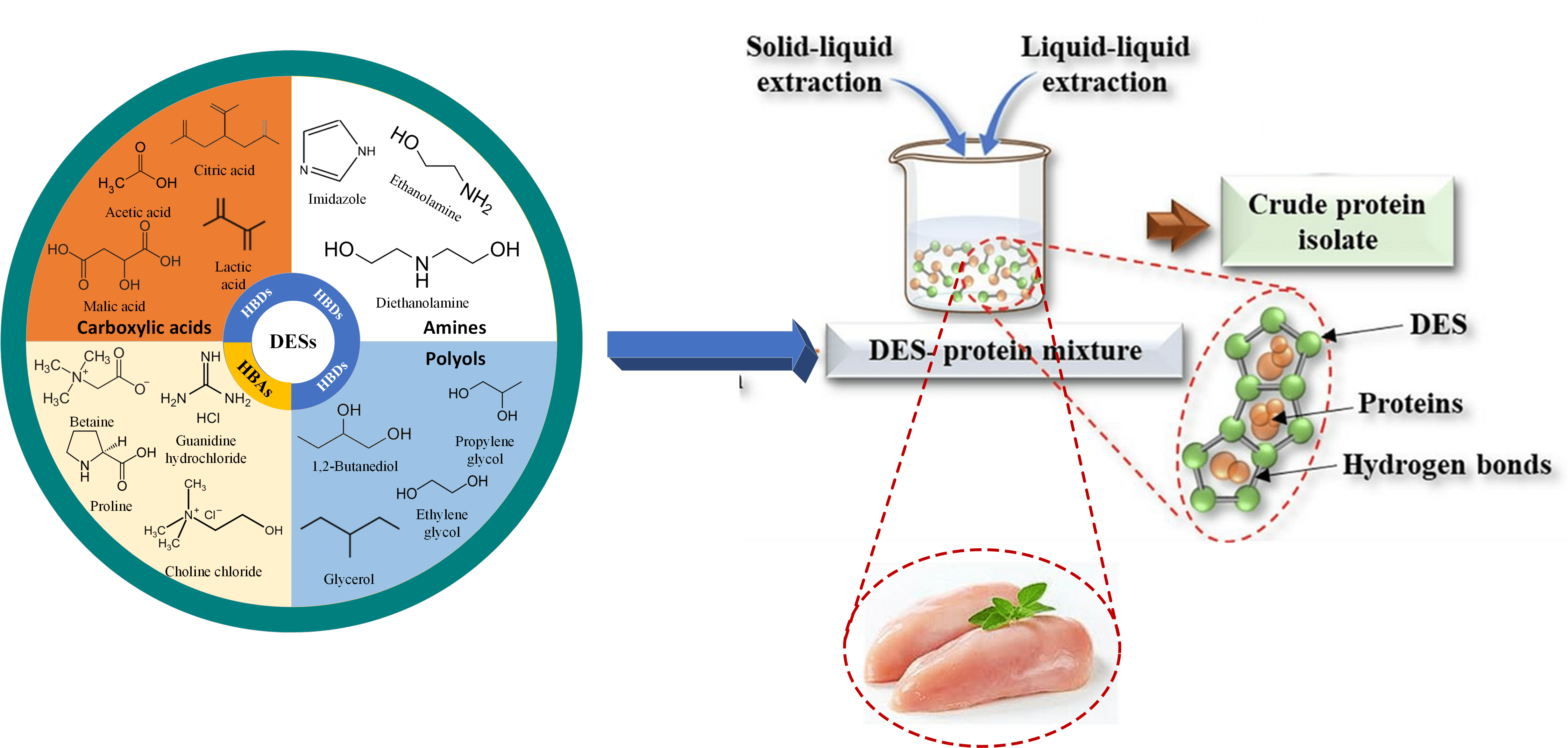 Deep Eutectic Solvents and Natural Deep Eutectic Solvents for Extraction and Purification of Proteins from Animal and Botanical Sources - A Review