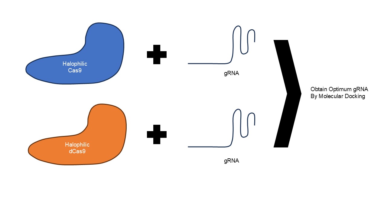 Index terms: Biosurfactant; CRISPR-Cas9 Optimization; Halothermophilic; Molecular docking; sgRNA Design