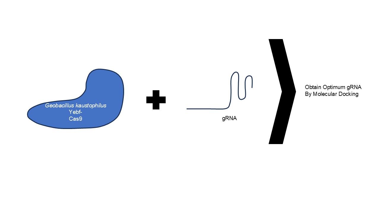 Index terms: Fusion enzyme; Gerbille’s kaustophilus; Molecular docking; sgRNA; YebF-Cas9